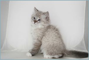 Male Siberian Kitten from Deedlebug Siberians